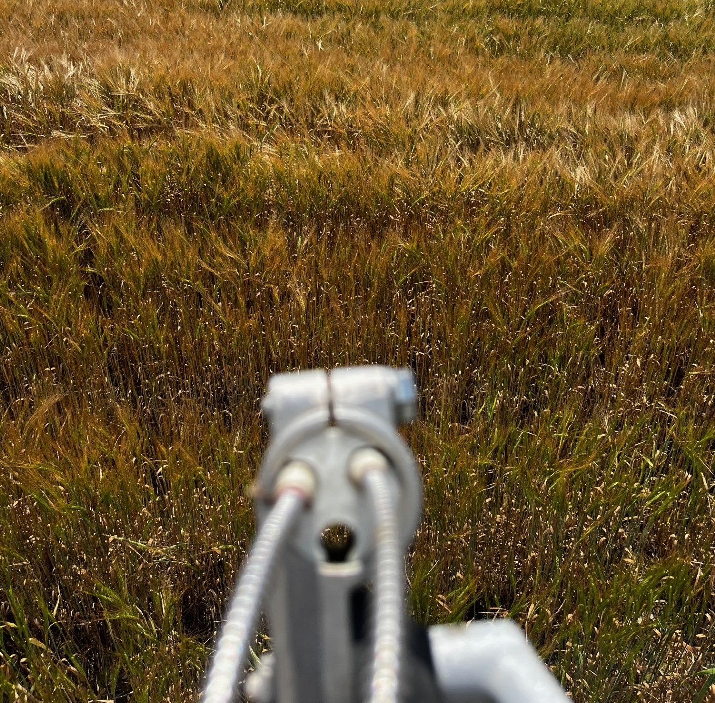 Oensingen